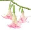 club_brugmansia